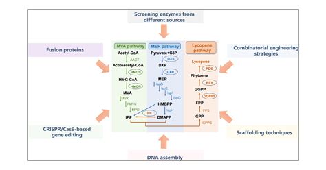 Recent Advances on Key Enzymes of Microbial Origin in the Lycopene ...