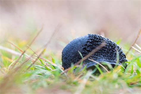 Mind your step: The world's biggest slugs are alive, well and thriving in England - Country Life