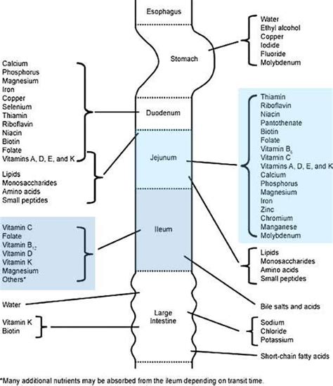 Magnesium Glycinate vs. L-Threonate vs. Oxide: Which Is The Best ...