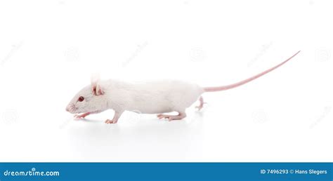 White Mouse Stock Photos - Image: 7496293