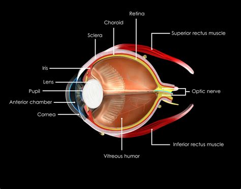 The Brain and the Eye – How They Work Together | Sigmaceutical.com