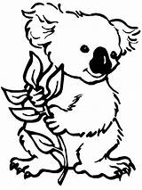 Smiling Koala coloring Page  Download Print Or Color Online For Free sketch template