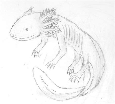 Axolotl Axolotl Cute Animal Drawings Cute Drawings | Images and Photos ...