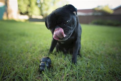 7 Tips to Enhance Your Pug's Health & Wellbeing - The Pug Diary