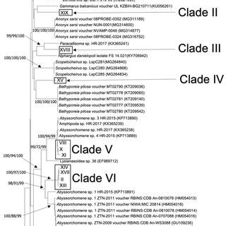 Molecular phylogenetic tree of amphipod species. Numbers indicate ...