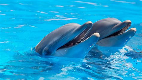 5 Reasons You Will Love a Gulf Shores Dolphin Cruise - TripShock!