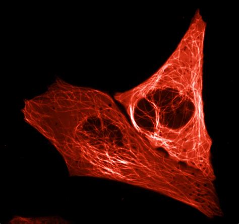 Bright red fluorescent protein created