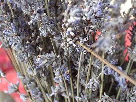 How to Dry Lavender Flowers at Home - Dengarden