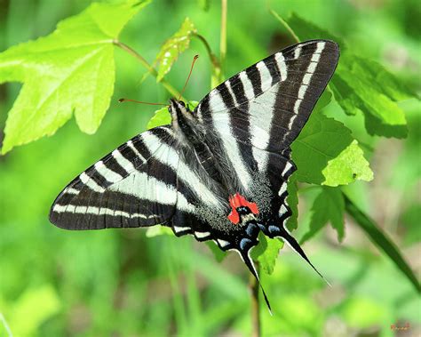 Zebra Swallowtail DIN0279 Photograph by Gerry Gantt | Fine Art America