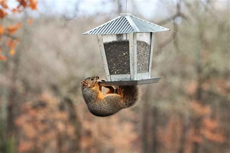 How to Squirrel Proof Your Bird Feeder - Chirp Nature Center - Big Bear Lake, CA