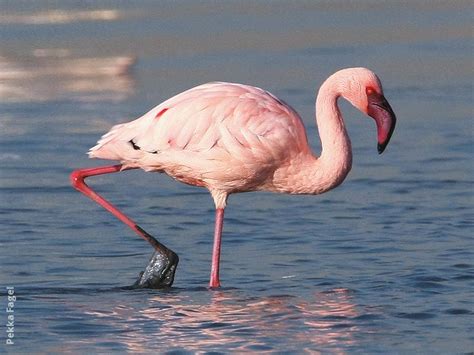 Lesser Flamingo | KuwaitBirds.org