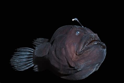 Female anglerfish mate with tiny male suitors who latch on like parasites