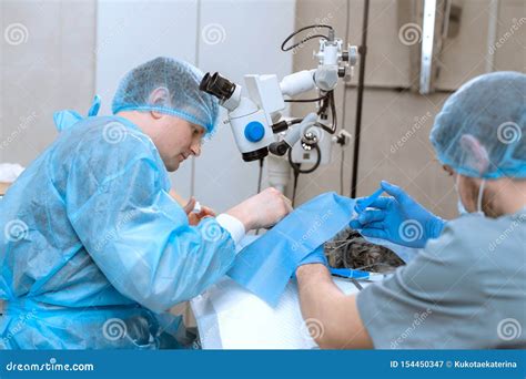 Veterinary Ophthalmologist Do Surgery on Dog Injured Eye Stock Image - Image of healthcare ...