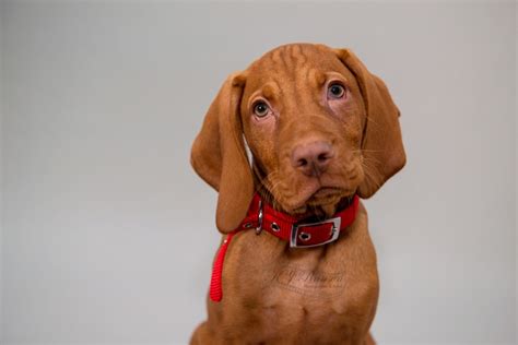 Hungarian Vizsla puppy - North East Wedding Photographer