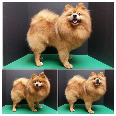 Image result for pomeranian coat types #pomeraniancortes | Pomeranian dog, Pomeranian haircut ...