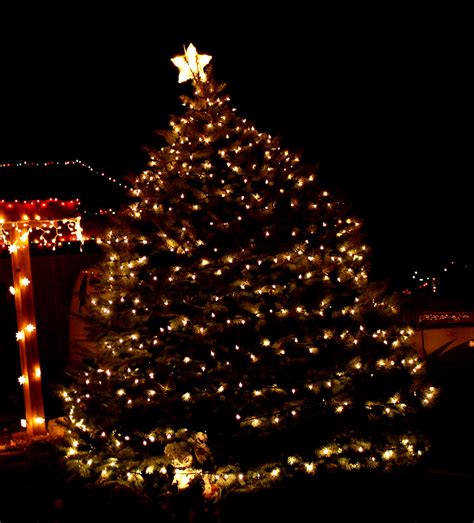 Christmas Tree with White Lights Picture | Free Photograph | Photos Public Domain