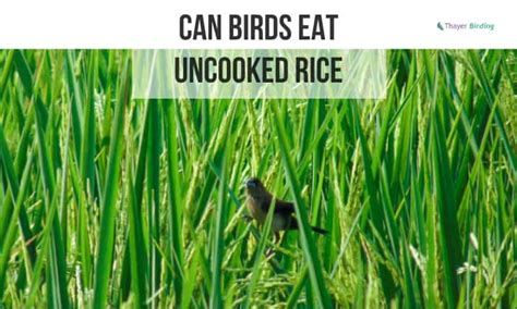 Can Birds Eat Uncooked Rice? Is It Bad for Birds?