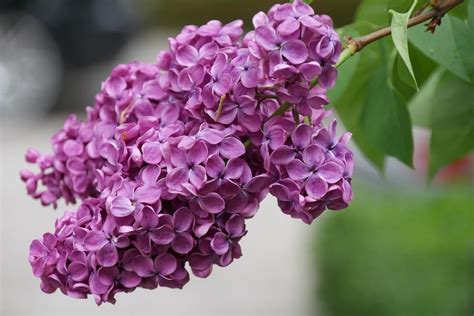 How To Plant And Care For Lilac - Best Landscape Ideas