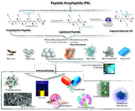 Schematic overview of the peptide amphiphile (PA) classification,... | Download Scientific Diagram