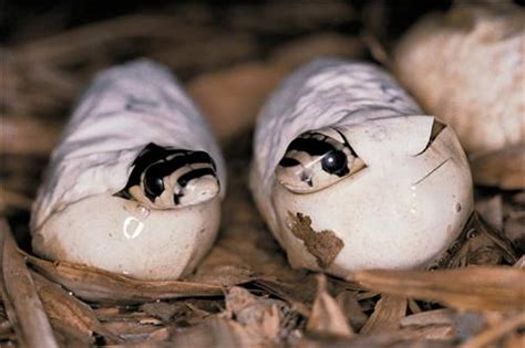 Guindy Snake Park, Snake Park Guindy in Chennai, Guindy Park