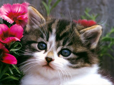 Cat & Kittens Wallpaper -3 - Wallpaper Gallery