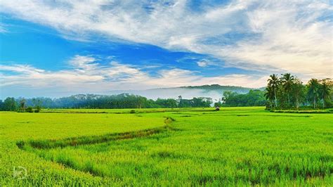 Rice Field HD wallpaper | Pxfuel