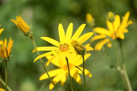 Yellow Sunchoke Flower in Garden Stock Photo - Image of flora, blossom ...