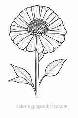Free Printable Zinnia Coloring Pages For Kids sketch template