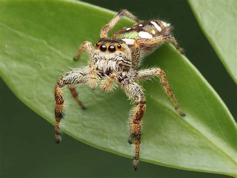 What Do Jumping Spiders Eat? - A-Z Animals