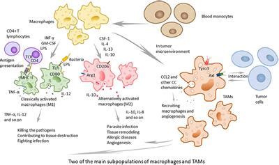 Frontiers | Tumor-Associated Macrophages: Recent Insights and Therapies