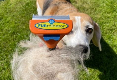 14 MUST-HAVE Beagle Grooming Products and Tools