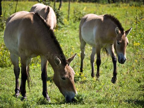 Przewalski-horses stock image. Image of vertebrate, asia - 21943141