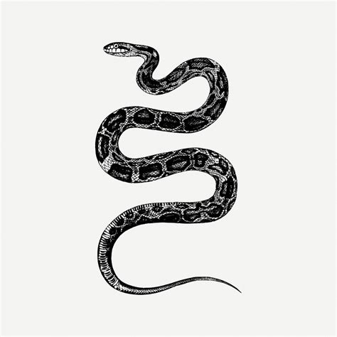 Rat snake drawing, animal illustration | Free PSD - rawpixel