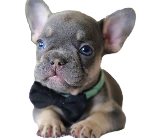 French Bulldog PNG Transparent Images | PNG All