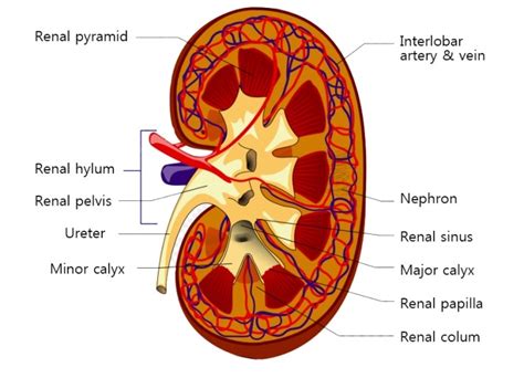 신장 초음파 해부도 : 네이버 블로그