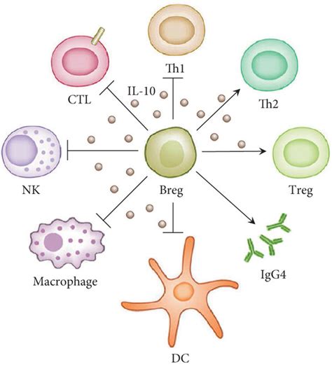 The function of Breg. Breg can promote Th2 cell differentiation and... | Download Scientific Diagram