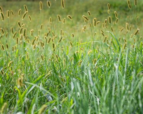 Annual Grassy Weeds Defined