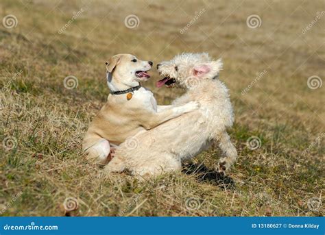 Puppies Playing Royalty Free Stock Photography - Image: 13180627