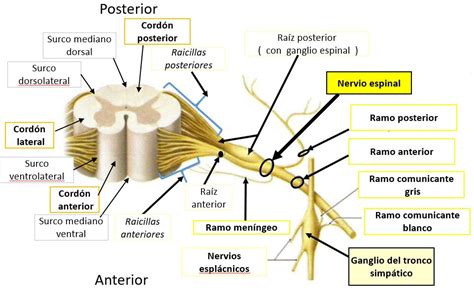 MORFOLOGÍA EXTERNA DE LA MÉDULA ESPINAL | Dolopedia