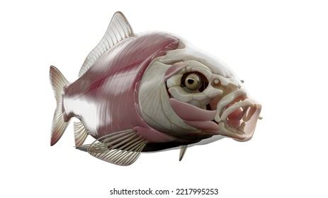 4,439 Fish Anatomy Images, Stock Photos & Vectors | Shutterstock