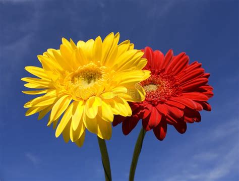 Two Flowers Red and Yellow Gerbera on Blue Sky Stock Photo - Image of yellow, flora: 15913808