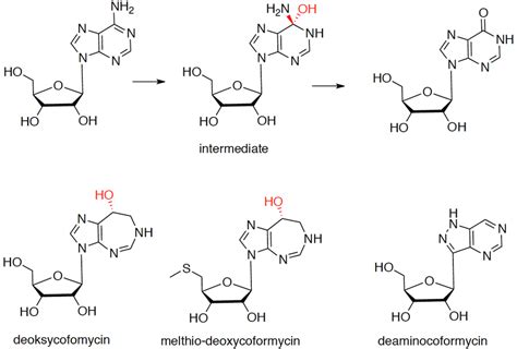 Inhibitors of adenosine deaminase. | Download High-Quality Scientific Diagram