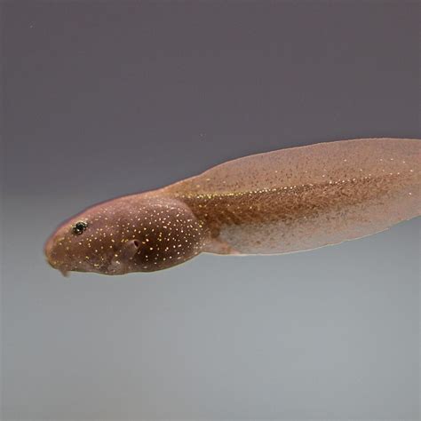 Tadpole Development