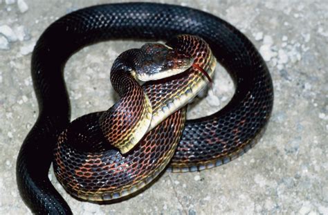 Snake Identification | Amphibians, Turtles & Reptiles of Nebraska | Nebraska