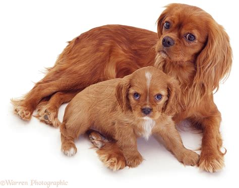 Dogs: Ruby Cavalier King Charles Spaniel mother and pup photo WP03020