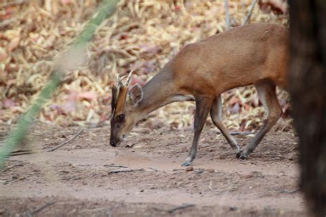 Meet 6 Small and Bizarre Deer Species - Cool Green Science