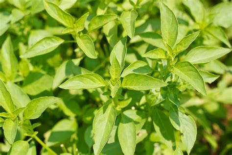 Lemon Basil - Food Gardening Network