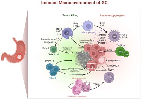 Frontiers | Research progress on the immune microenvironment and ...