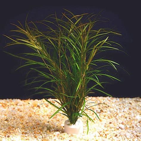 Potamogeton gayi - easy, prolific plant when given enough light in soft ...