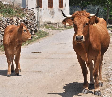 Corsican Cattle: Origin, Characteristics, Uses, Photo